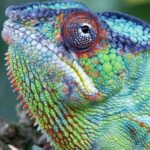 Not Afraid of Camping 21 Day Tour