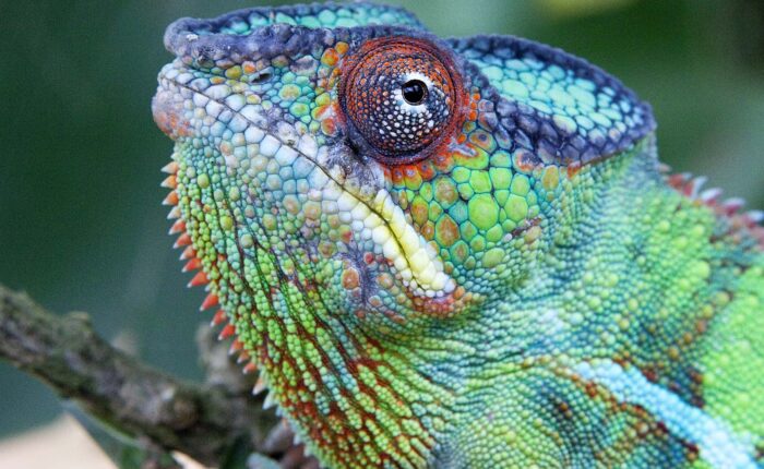 Not Afraid of Camping 21 Day Tour