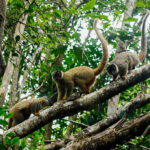 Madagascar Extreme South 10 Day Tour