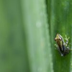 The Eighth Continent Biodiversity 18 Day Exploration