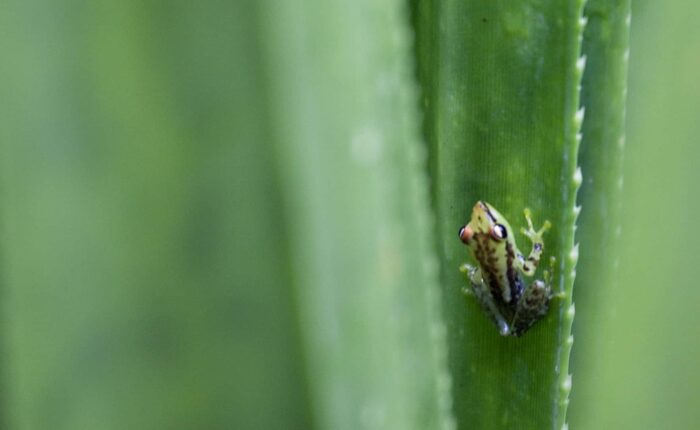 The Eighth Continent Biodiversity 18 Day Exploration