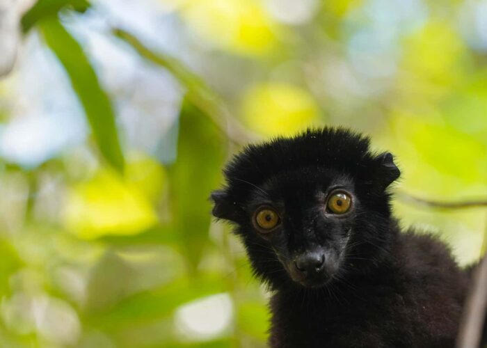 The Eighth Continent Biodiversity 18 Day Exploration