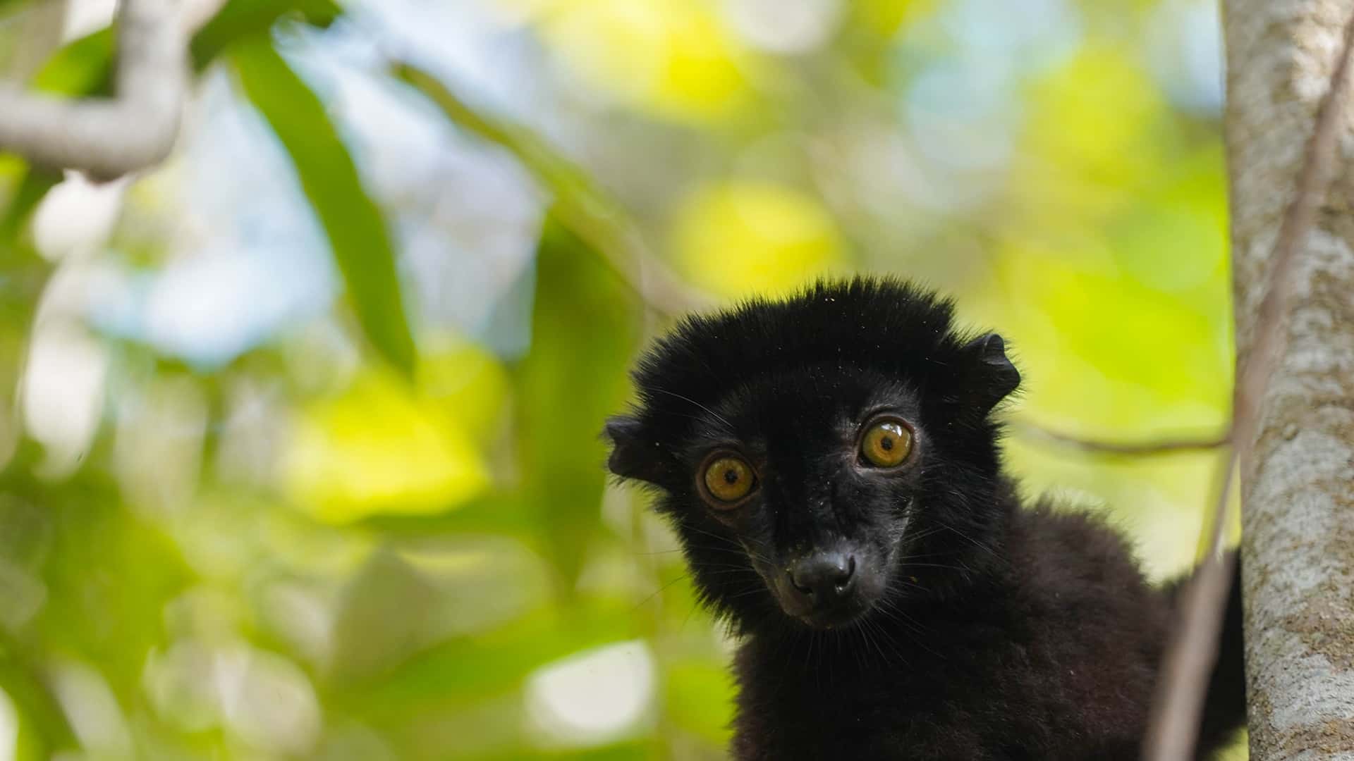 The Eighth Continent Biodiversity 18 Day Exploration