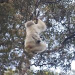 Cut Off From The World 19 Day Nature Tour