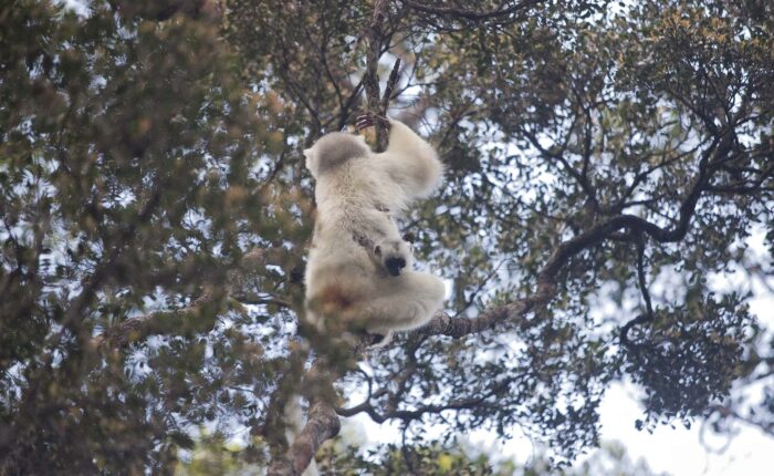 Cut Off From The World 19 Day Nature Tour