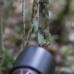 Madagascar Fabulous North 14 Day Tour