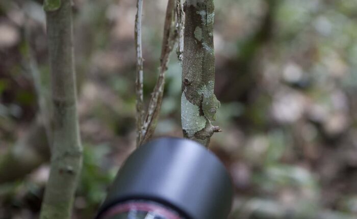 Madagascar Fabulous North 14 Day Tour