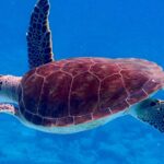 Sustainable North Route with Kayak - 20 days