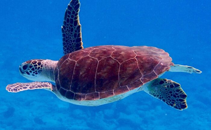 Sustainable North Route with Kayak - 20 days