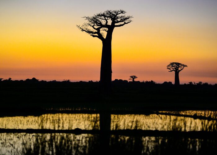 Silhouette of a Baobab tree at sunset in Madagascar