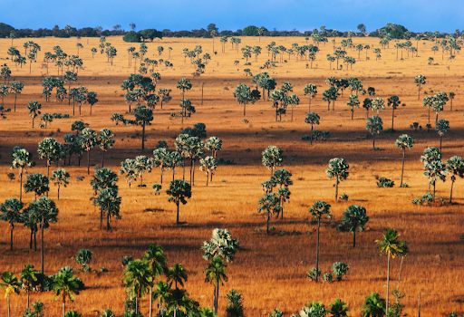 Palm Savanna on Horombe Plateau